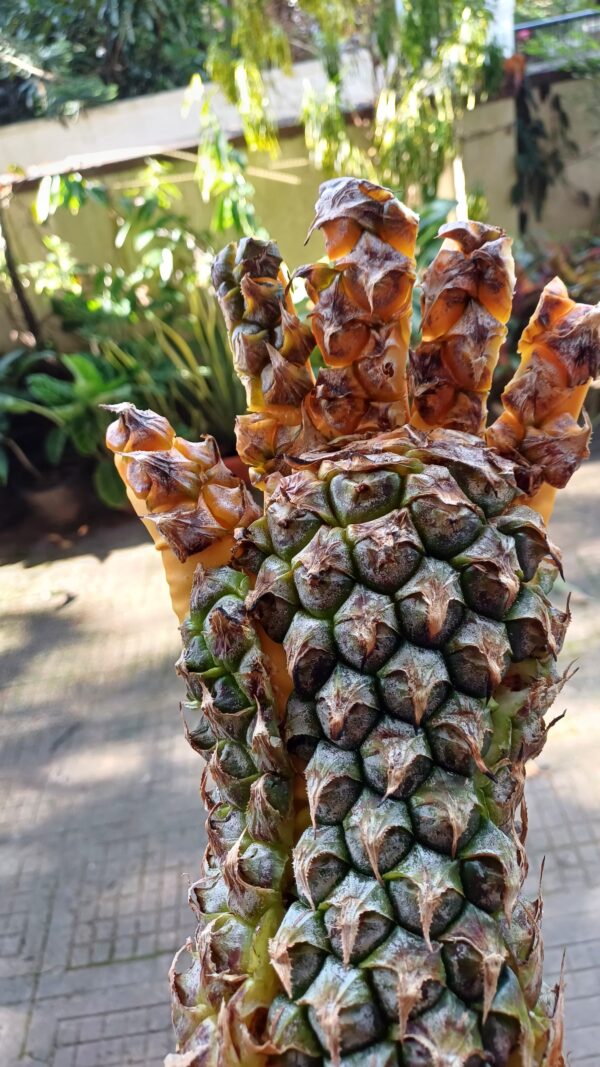 A real life prototype of our pineapple peel gloves.