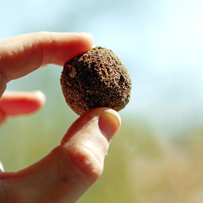 ECO sheild seed balls